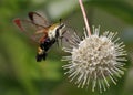 Snowberry Clearwing moth nectaring on a buttonbush flower Royalty Free Stock Photo