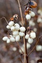 Snowberry Fruit in Winter Royalty Free Stock Photo