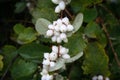 Snowberry Royalty Free Stock Photo