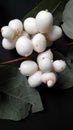 Snowberry (Symphoricarpos albus) on black background