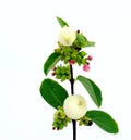 Snowberry