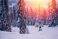 Snowboarder riding on slope with snowy forest, sheregesh ski resort sunset Royalty Free Stock Photo