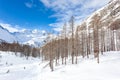 Snowboarders skiing in a snowy mountain forest