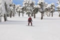 Snowboarding on a forest ski slope. White winter mountain landscape