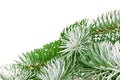 Snowbound branch of fir