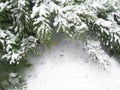 Snowbound branch of fir