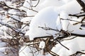 snowbound branch of hedge close up in winter