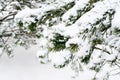 Snowbound branch of pine tree close up in winter