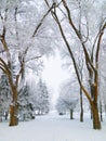 Snowbound city park walkway