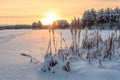 Snowbound dry grass is on winter lake shore against sunset light, footsteps on snowy surface. Northern Karelia