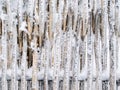 Snowbound fence.