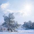 fir tree forest among snowbound plain at sunny day Royalty Free Stock Photo