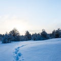 Snowbound forest glade at the sunset with human track