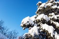snowbound green branches of pine tree and blue sky