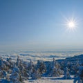 mountain plateau forest at sunny winter day Royalty Free Stock Photo