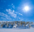 mountain plateau forest at sunny winter day Royalty Free Stock Photo