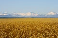 Snowbound mountain ridge beound a golden wheat field