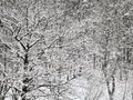 Snowbound oak and birch forest in winter Royalty Free Stock Photo