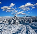 Snowbound road in a forest