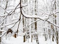 Snowbound tree branch closeup in snowy city park