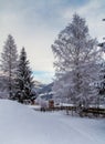Snowbound trees in Austria
