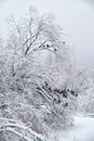 Snowbound trees under snow in winter. Pigeons on brunches