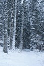 Snowbound winter forest