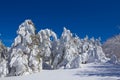 Snowbound winter forest