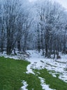 snowbound winter forest with green grass