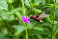 Snowcap, flying next to violet flower, bird from mountain tropical forest, Costa Rica, natural habitat, endemic