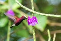 Snowcap, flying next to violet flower, bird from mountain tropical forest, Costa Rica, natural habitat, endemic