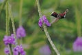 Snowcap, flying next to violet flower, bird from mountain tropical forest, Costa Rica, natural habitat, beautiful small endemic hu