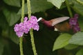 Snowcap, flying next to violet flower, bird from mountain tropical forest, Costa Rica, natural habitat, beautiful small endemic hu