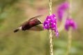 Snowcap, flying next to violet flower, bird from mountain tropical forest, Costa Rica, natural habitat, beautiful small endemic hu