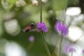 Snowcap, flying next to violet flower, bird from mountain tropical forest, Costa Rica, natural habitat, beautiful small endemic