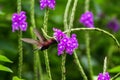 Snowcap, flying next to violet flower, bird from mountain tropical forest, Costa Rica, natural habitat, endemic