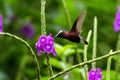 Snowcap, flying next to violet flower, bird from mountain tropical forest, Costa Rica, natural habitat, endemic