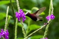 Snowcap, flying next to violet flower, bird from mountain tropical forest, Costa Rica, natural habitat, endemic