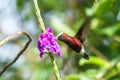 Snowcap, flying next to violet flower, bird from mountain tropical forest, Costa Rica, natural habitat, endemic