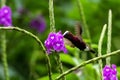 Snowcap, flying next to violet flower, bird from mountain tropical forest, Costa Rica, natural habitat, endemic