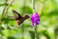 Snowcap, flying next to violet flower, bird from mountain tropical forest, Costa Rica, natural habitat, endemic