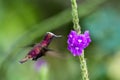 Snowcap, flying next to violet flower, bird from mountain tropical forest, Costa Rica, natural habitat, endemic