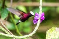 Snowcap, flying next to violet flower, bird from mountain tropical forest, Costa Rica, natural habitat, endemic