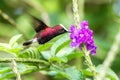Snowcap, flying next to violet flower, bird from mountain tropical forest, Costa Rica, natural habitat, endemic