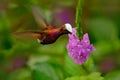 Snowcap, Microchera albocoronata, rare hummingbird from Costa Rica, red-violet bird flying next to beautiful pink flower, action