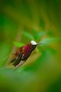 Snowcap, Microchera albocoronata, rare hummingbird from Costa Rica, red-violet bird sitting in beautiful pink flowers, scene at gr Royalty Free Stock Photo