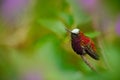 Snowcap, Microchera albocoronata, rare hummingbird from Costa Rica, red-violet bird sitting in beautiful pink flowers, scene at gr