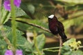 Snowcap, sitting on branch, bird from mountain tropical forest, Costa Rica, natural habitat, beautiful small endemic hummingbird