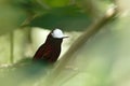 Snowcap, sitting on branch, bird from mountain tropical forest, Costa Rica, natural habitat, beautiful small endemic hummingbird
