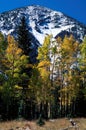 Snowcapped Fremont Peak above colorful quaking aspen, San Francisco Peaks, Arizona